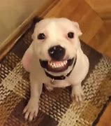 Image result for Dog Smiling Hard