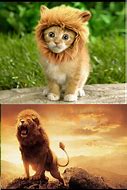 Image result for Cat and Lion Meme