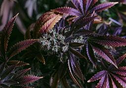 Image result for Exotic Weed Blue