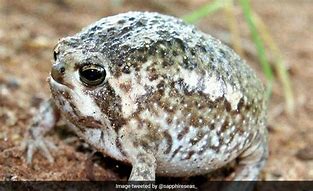 Image result for Rainm Frog