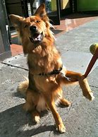 Image result for Golden Shepherd Images