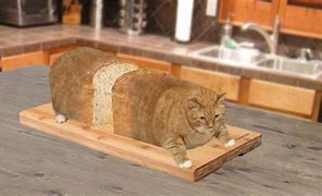 Image result for Bread Loaf Cat Bed