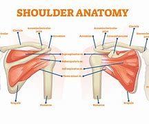 Image result for Shoulder