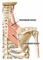 Image result for Left Rhomboid Muscle