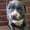 Image result for Blue Nose PitBull