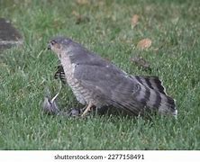 Image result for Sharp Talons