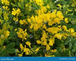 Image result for Genista Porlock Broom