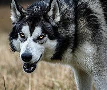 Image result for Baby Wolf Husky Snow