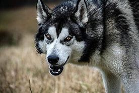 Image result for Husky Wolf Mix