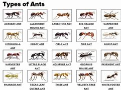 Image result for India Ant