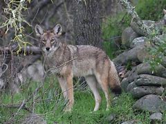 Image result for Alabama Coyote