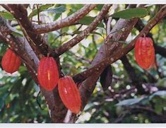 Image result for Cocoa Tree Grenada