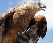 Image result for Golden Eagle Coffee