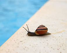 Image result for Beach Snails