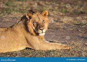 Image result for Teenage Male Lion