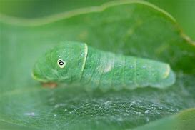 Image result for Caterpillar Tiger Swallowtail Pupa