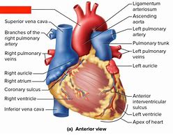 Image result for Posterior Interventricular Sulcus