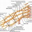 Image result for Brachial Plexus Posterior View