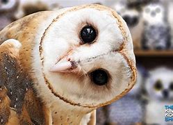 Image result for Owl Eyed Woman