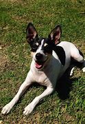 Image result for Rat Terrier Mixed