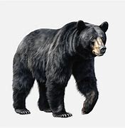 Image result for Black Bear Head White Background