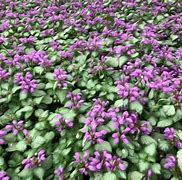 Image result for Evergreen Groundcovers Perennials