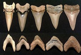 Image result for Tiger Shark Teeth Pic