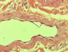 Image result for Histology Fresh Tissue