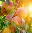 Image result for Peach Tree Blight