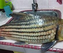 Image result for Ikan Temoleh Umpan