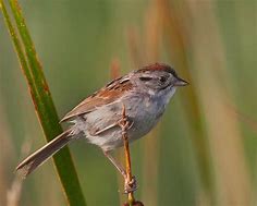 Image result for Swamp Sparrow