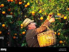 Image result for Fruit Farmer