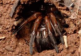 Image result for Ravine Trapdoor Spider