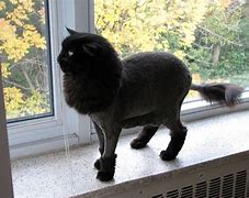 Image result for Cat Lion Haircut