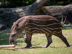 Image result for Anteater Tapir