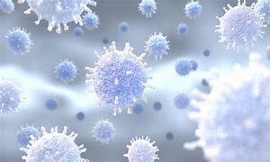 Image result for Influenza Virus Picture