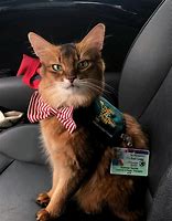 Image result for Therapy Cat