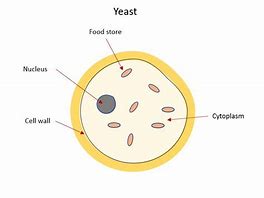 Image result for Yeast Diagram