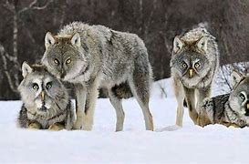 Image result for Wolf and Owl