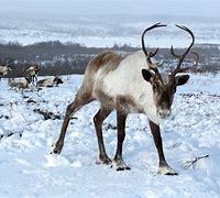 Image result for Reindeer Ice Cream