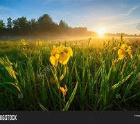 Image result for Bright Sunny Morning