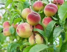 Image result for Identify Peach Tree