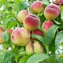 Image result for Identify Peach Tree