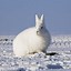 Image result for Picture of Hare Animal