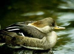 Image result for Hen Hooded Merganser