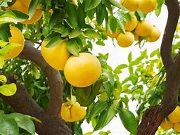 Image result for Different Kinds of Grapefruit