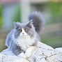 Image result for Large Ragdoll Cat