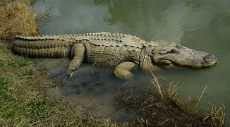 Image result for Lakes Near Beaumont TX