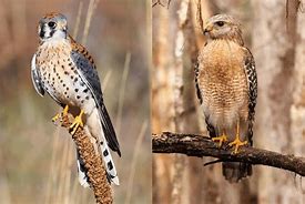 Image result for Two Kestrel Hawks