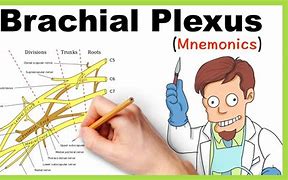 Image result for Brachial Plexus Posterior View